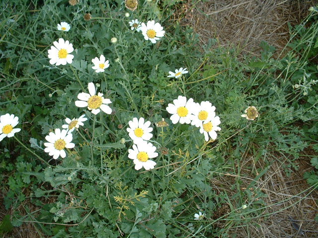 گل حشره کش